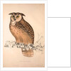 Otus Bengalensis, Owls by Elizabeth Gould and John Gould