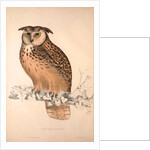 Otus Bengalensis, Owls by Elizabeth Gould and John Gould