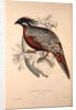 Phasianus Pucrasia (male), Perdix chukar by Elizabeth Gould and John Gould