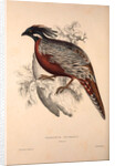 Phasianus Pucrasia (male), Perdix chukar by Elizabeth Gould and John Gould
