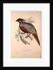 Phasianus Pucrasia (male), Perdix chukar by Elizabeth Gould and John Gould
