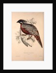 Phasianus Pucrasia (male), Perdix chukar by Elizabeth Gould and John Gould