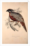Phasianus Pucrasia (male), Perdix chukar by Elizabeth Gould and John Gould