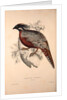Phasianus Pucrasia (male), Perdix chukar by Elizabeth Gould and John Gould