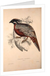 Phasianus Pucrasia (male), Perdix chukar by Elizabeth Gould and John Gould