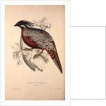 Phasianus Pucrasia (male), Perdix chukar by Elizabeth Gould and John Gould
