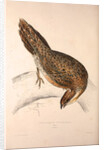 Phasianus Pucrasia (female), Perdix chukar by Elizabeth Gould and John Gould