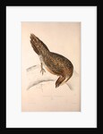 Phasianus Pucrasia (female), Perdix chukar by Elizabeth Gould and John Gould