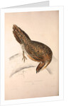 Phasianus Pucrasia (female), Perdix chukar by Elizabeth Gould and John Gould