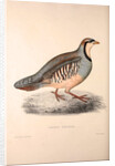 Perdix Chukar, Chukar Partridge. Eurasian upland gamebird in the pheasant family Phasianidae. by Elizabeth Gould and John Gould