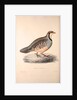 Perdix Chukar, Chukar Partridge. Eurasian upland gamebird in the pheasant family Phasianidae. by Elizabeth Gould and John Gould