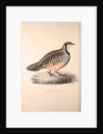Perdix Chukar, Chukar Partridge. Eurasian upland gamebird in the pheasant family Phasianidae. by Elizabeth Gould and John Gould