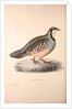 Perdix Chukar, Chukar Partridge. Eurasian upland gamebird in the pheasant family Phasianidae. by Elizabeth Gould and John Gould