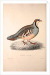 Perdix Chukar, Chukar Partridge. Eurasian upland gamebird in the pheasant family Phasianidae. by Elizabeth Gould and John Gould