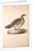 Perdix Chukar, Chukar Partridge. Eurasian upland gamebird in the pheasant family Phasianidae. by Elizabeth Gould and John Gould