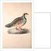 Perdix Chukar, Chukar Partridge. Eurasian upland gamebird in the pheasant family Phasianidae. by Elizabeth Gould and John Gould
