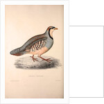 Perdix Chukar, Chukar Partridge. Eurasian upland gamebird in the pheasant family Phasianidae. by Elizabeth Gould and John Gould