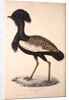 Otis Himalayanus or Delicious Bustard, Otis deliciosa by Elizabeth Gould and John Gould