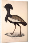 Otis Himalayanus or Delicious Bustard, Otis deliciosa by Elizabeth Gould and John Gould