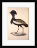 Otis Himalayanus or Delicious Bustard, Otis deliciosa by Elizabeth Gould and John Gould