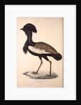 Otis Himalayanus or Delicious Bustard, Otis deliciosa by Elizabeth Gould and John Gould
