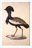 Otis Himalayanus or Delicious Bustard, Otis deliciosa by Elizabeth Gould and John Gould