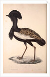 Otis Himalayanus or Delicious Bustard, Otis deliciosa by Elizabeth Gould and John Gould