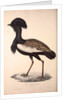 Otis Himalayanus or Delicious Bustard, Otis deliciosa by Elizabeth Gould and John Gould