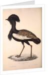 Otis Himalayanus or Delicious Bustard, Otis deliciosa by Elizabeth Gould and John Gould