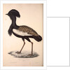 Otis Himalayanus or Delicious Bustard, Otis deliciosa by Elizabeth Gould and John Gould