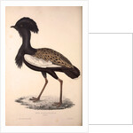 Otis Himalayanus or Delicious Bustard, Otis deliciosa by Elizabeth Gould and John Gould