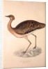 Otis Himalayanus (female) or Delicious Bustard, Otis deliciosa by Elizabeth Gould and John Gould