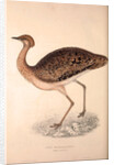 Otis Himalayanus (female) or Delicious Bustard, Otis deliciosa by Elizabeth Gould and John Gould