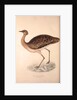 Otis Himalayanus (female) or Delicious Bustard, Otis deliciosa by Elizabeth Gould and John Gould