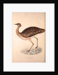 Otis Himalayanus (female) or Delicious Bustard, Otis deliciosa by Elizabeth Gould and John Gould