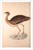 Otis Himalayanus (female) or Delicious Bustard, Otis deliciosa by Elizabeth Gould and John Gould