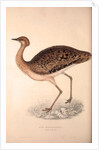 Otis Himalayanus (female) or Delicious Bustard, Otis deliciosa by Elizabeth Gould and John Gould