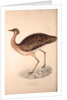 Otis Himalayanus (female) or Delicious Bustard, Otis deliciosa by Elizabeth Gould and John Gould
