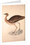 Otis Himalayanus (female) or Delicious Bustard, Otis deliciosa by Elizabeth Gould and John Gould