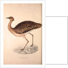 Otis Himalayanus (female) or Delicious Bustard, Otis deliciosa by Elizabeth Gould and John Gould
