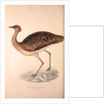 Otis Himalayanus (female) or Delicious Bustard, Otis deliciosa by Elizabeth Gould and John Gould