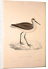 Totanus Glottoides, Common Greenshank by Elizabeth Gould and John Gould