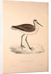Totanus Glottoides, Common Greenshank by Elizabeth Gould and John Gould