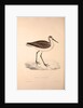 Totanus Glottoides, Common Greenshank by Elizabeth Gould and John Gould
