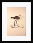 Totanus Glottoides, Common Greenshank by Elizabeth Gould and John Gould