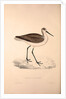 Totanus Glottoides, Common Greenshank by Elizabeth Gould and John Gould