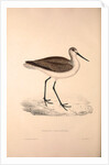 Totanus Glottoides, Common Greenshank by Elizabeth Gould and John Gould