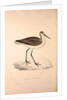 Totanus Glottoides, Common Greenshank by Elizabeth Gould and John Gould