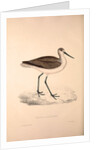 Totanus Glottoides, Common Greenshank by Elizabeth Gould and John Gould