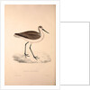 Totanus Glottoides, Common Greenshank by Elizabeth Gould and John Gould